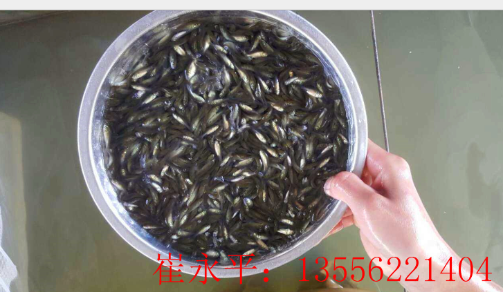 廣東湘云鯽魚(yú)苗 魚(yú)類(lèi) 供應(yīng)鯽魚(yú)苗批發(fā) 白鯽魚(yú) 快大鯽魚(yú)苗