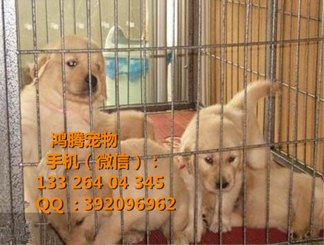 廣州金毛犬價(jià)格廣州番禺哪里有賣(mài)金毛犬價(jià)格多少?gòu)V州番禺金毛價(jià)錢(qián) 廣州哪里有純種金毛幼犬價(jià)錢(qián)