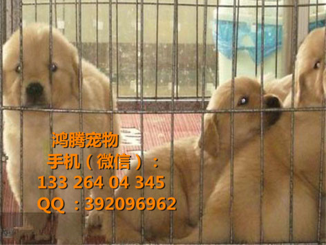 廣州金毛犬價(jià)格廣州番禺哪里有賣(mài)金毛犬價(jià)格多少?gòu)V州番禺金毛價(jià)錢(qián) 廣州哪里有純種金毛幼犬價(jià)錢(qián)