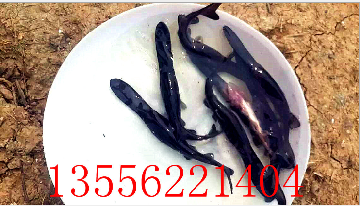 供應(yīng)優(yōu)質(zhì)水產(chǎn)鴨嘴魚苗 鴨嘴鱘魚 扁嘴魚批發(fā)量大