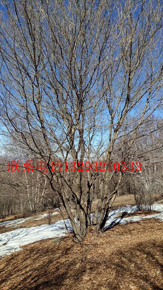 北方綠化苗木基地 叢生蒙古櫟五角楓 1-10米油松