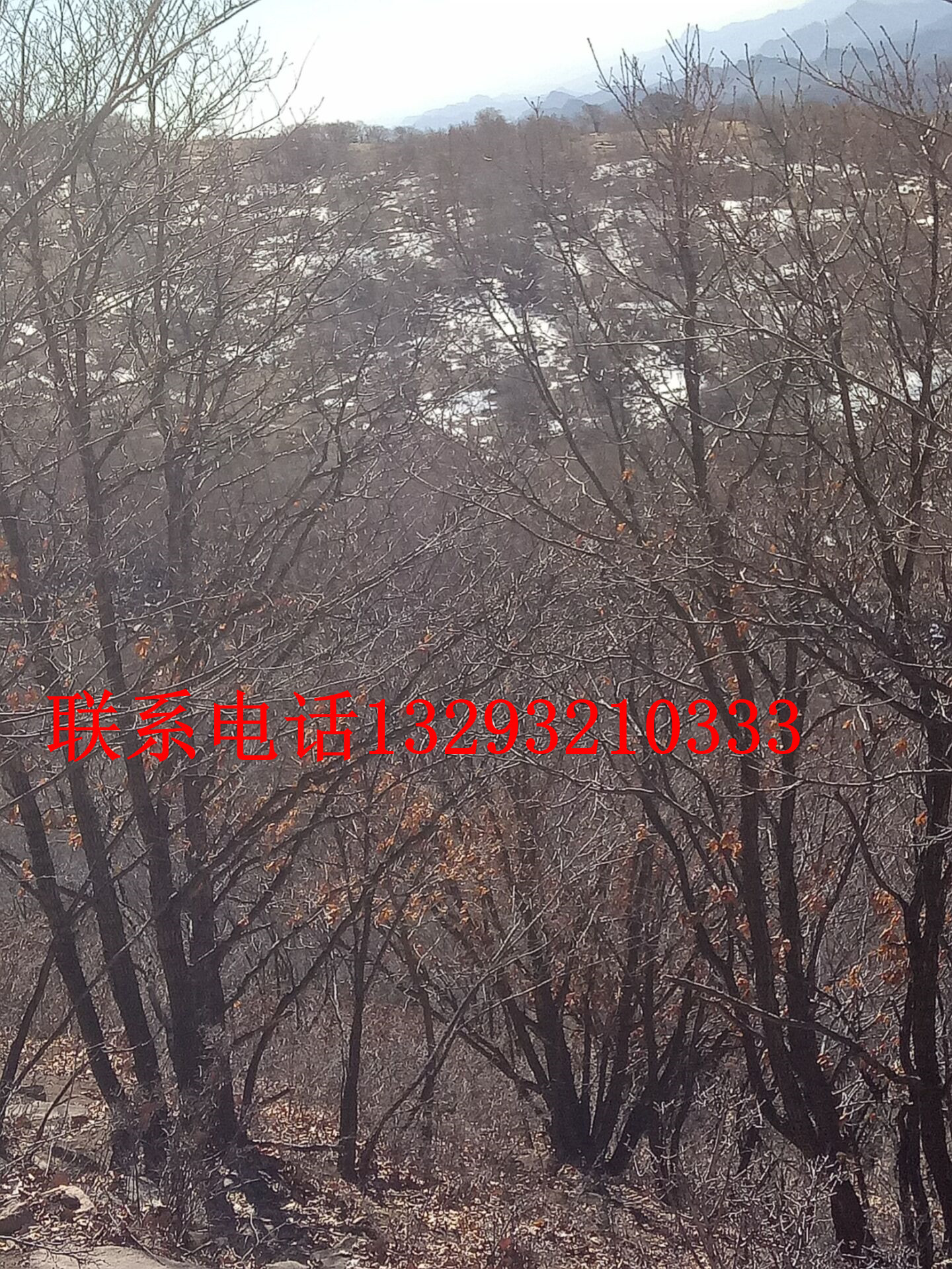 供應(yīng)山東淄博蒙古櫟批發(fā)，山東淄博哪家蒙古櫟好，山東淄博蒙古櫟批發(fā)，