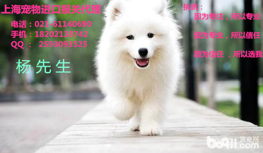健康寵物入境簡單報關(guān)、上海寵物報關(guān)公司、上海入境寵物代理報關(guān)報檢