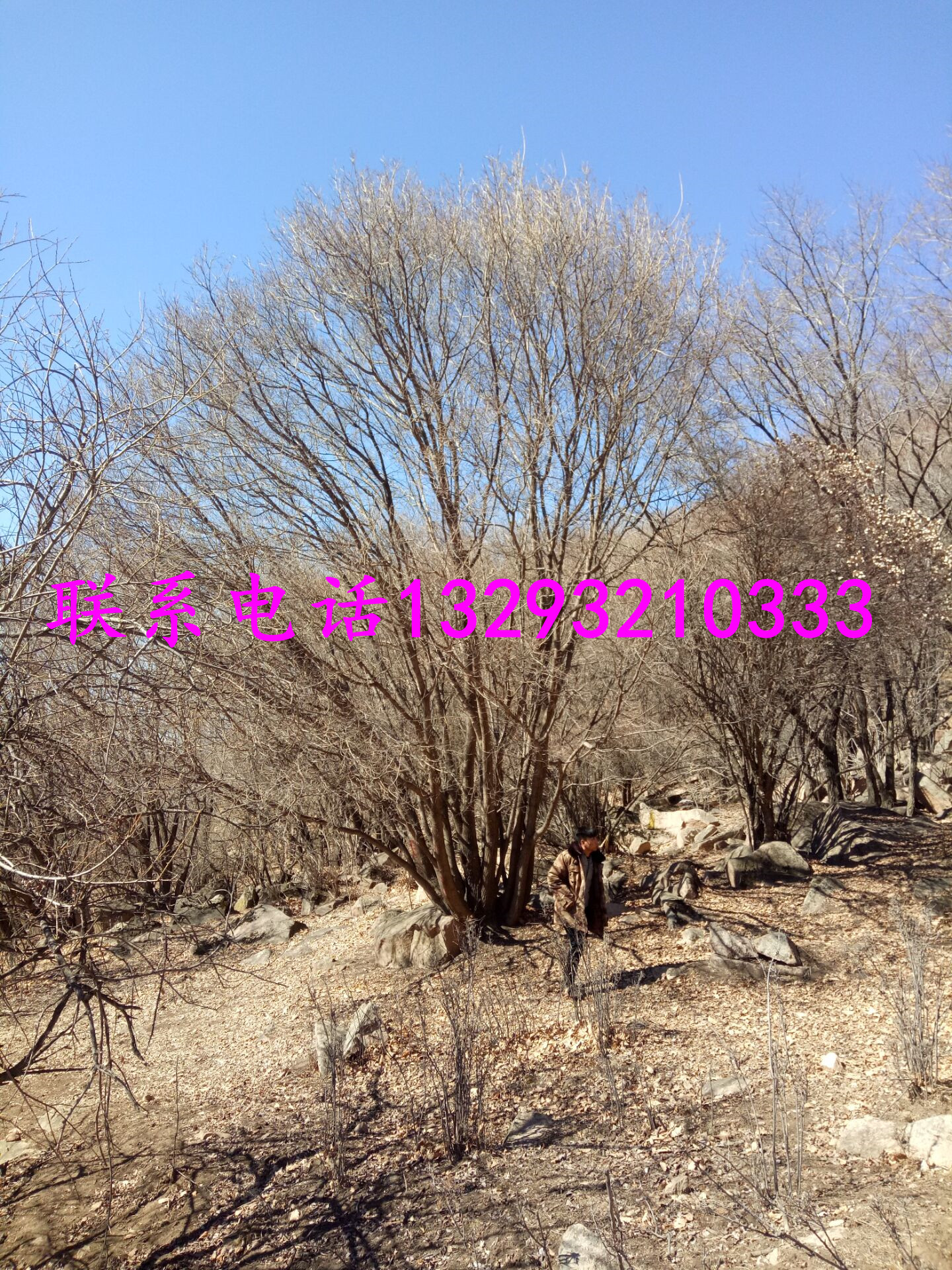 供應(yīng)山東歷城五角楓*訂購電話，山東五角楓*供貨商，山東五角楓*批發(fā)，