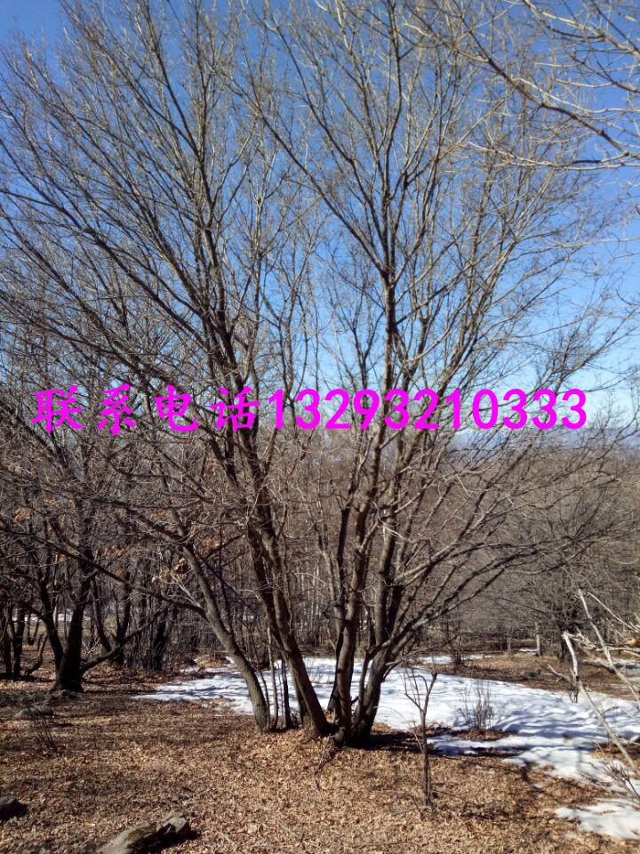 供應(yīng)山東歷城五角楓*訂購電話，山東五角楓*供貨商，山東五角楓*批發(fā)，