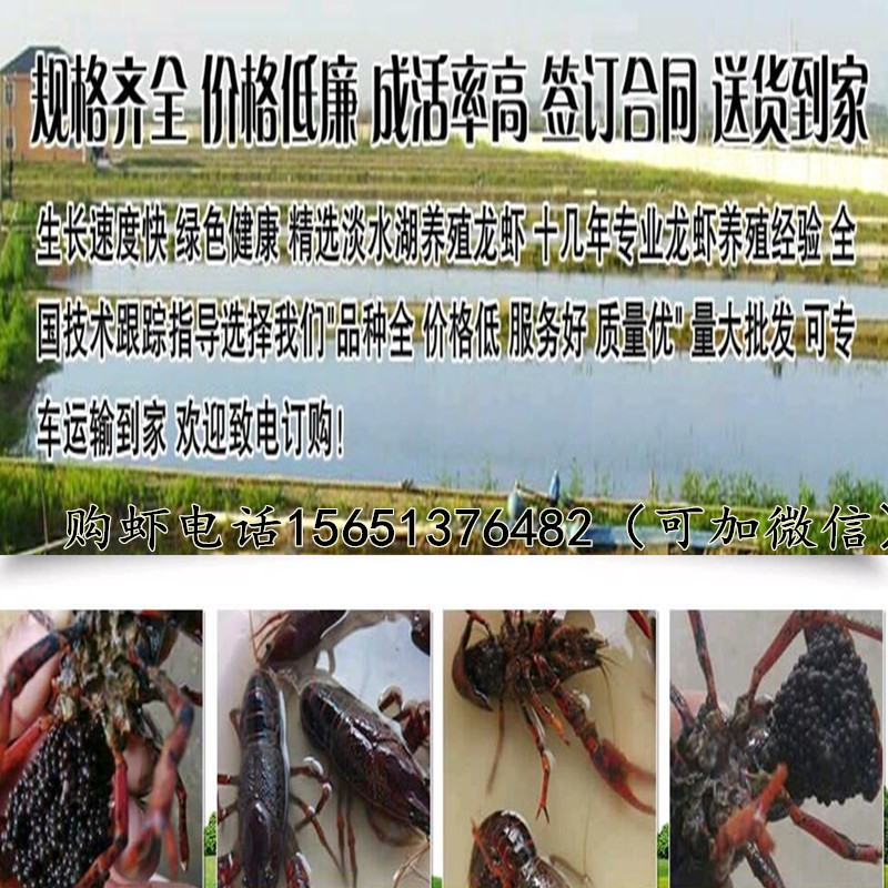沭陽小龍蝦苗培育基地 報價