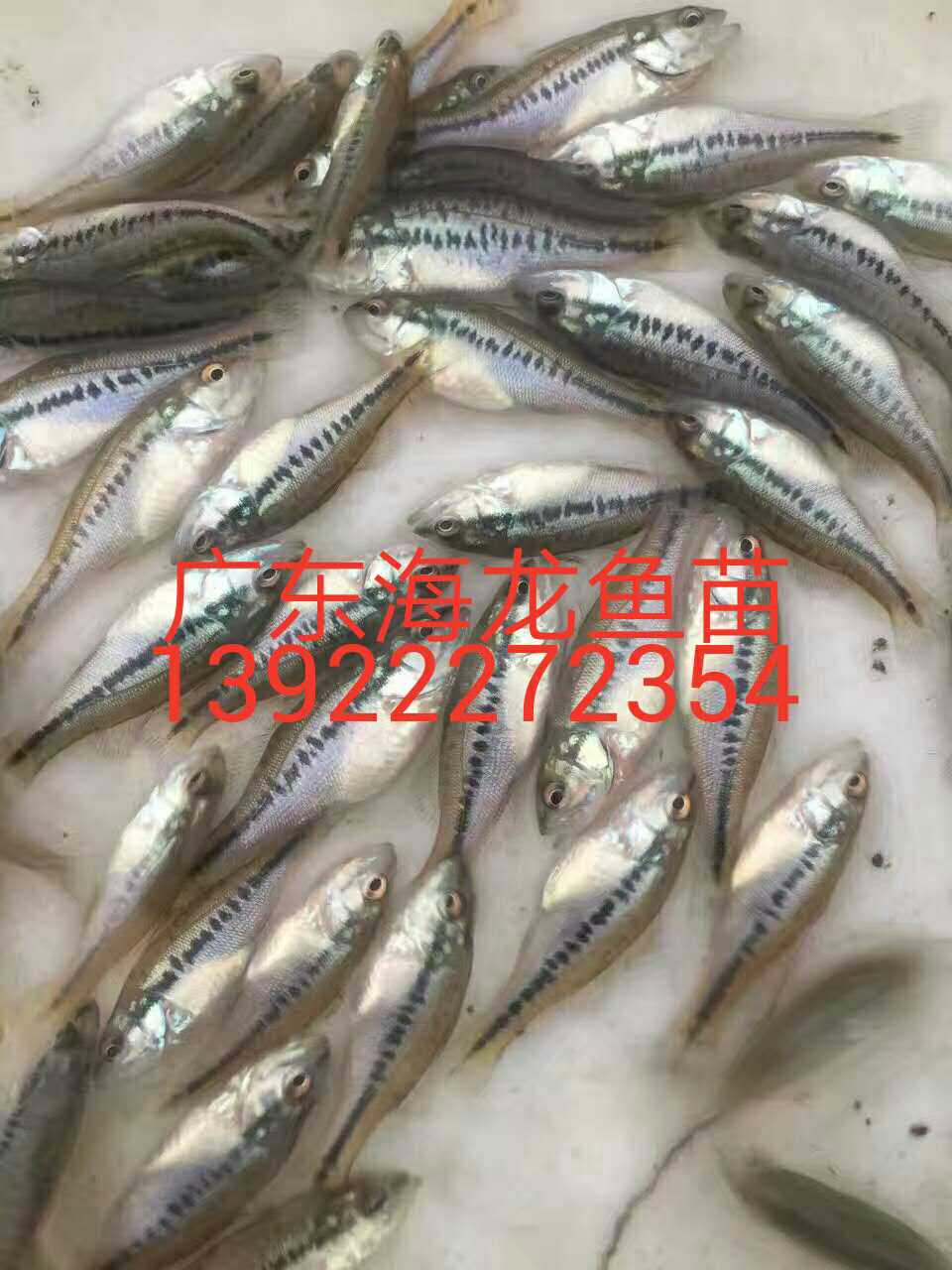 廣東加州鱸魚苗養(yǎng)殖出售、加州鱸魚苗基地批發(fā)、供應(yīng)加州鱸魚苗基地直銷