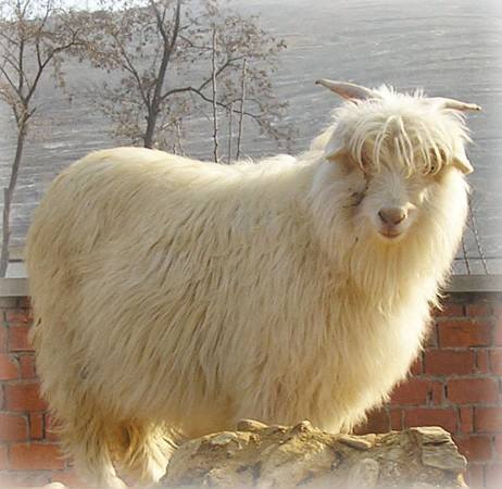 廣西絨山羊價格 廣西絨山羊哪家好 廣西絨山羊哪家便宜 廣西絨山羊