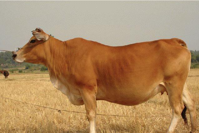 山東肉*犢多少錢一頭 山東肉*犢批發(fā) 山東肉*犢價格報價