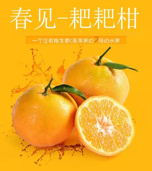 眉山丹棱春見柑橘苗_丹棱春見枝條_春見苗基地 春見柑橘苗枝條