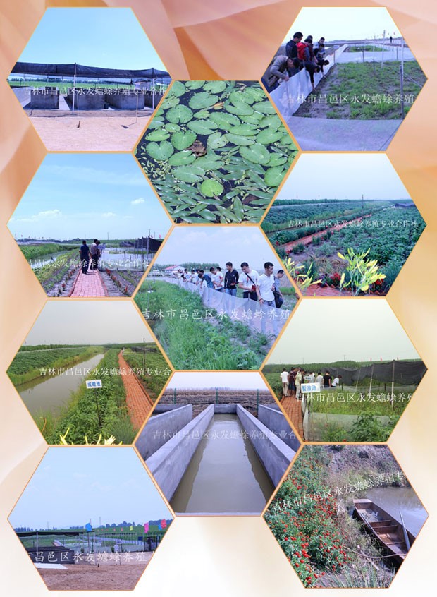 癩蛤蟆養(yǎng)殖 癩蛤蟆養(yǎng)殖技術(shù)