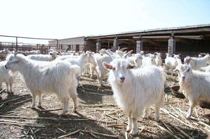 新疆絨山羊價(jià)格 新疆絨山羊批發(fā)新疆絨山羊羊仔新疆絨山羊多少錢一只