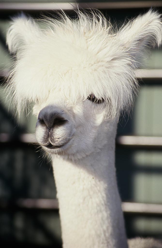 *多少錢一只 *批發(fā) *報(bào)價(jià) *養(yǎng)殖場 *養(yǎng)殖技術(shù)培訓(xùn)