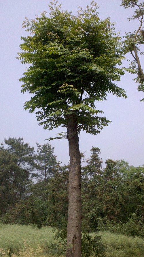 移植欒樹