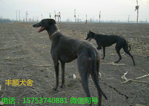 出售上場格惠和惠比特靈緹格力犬