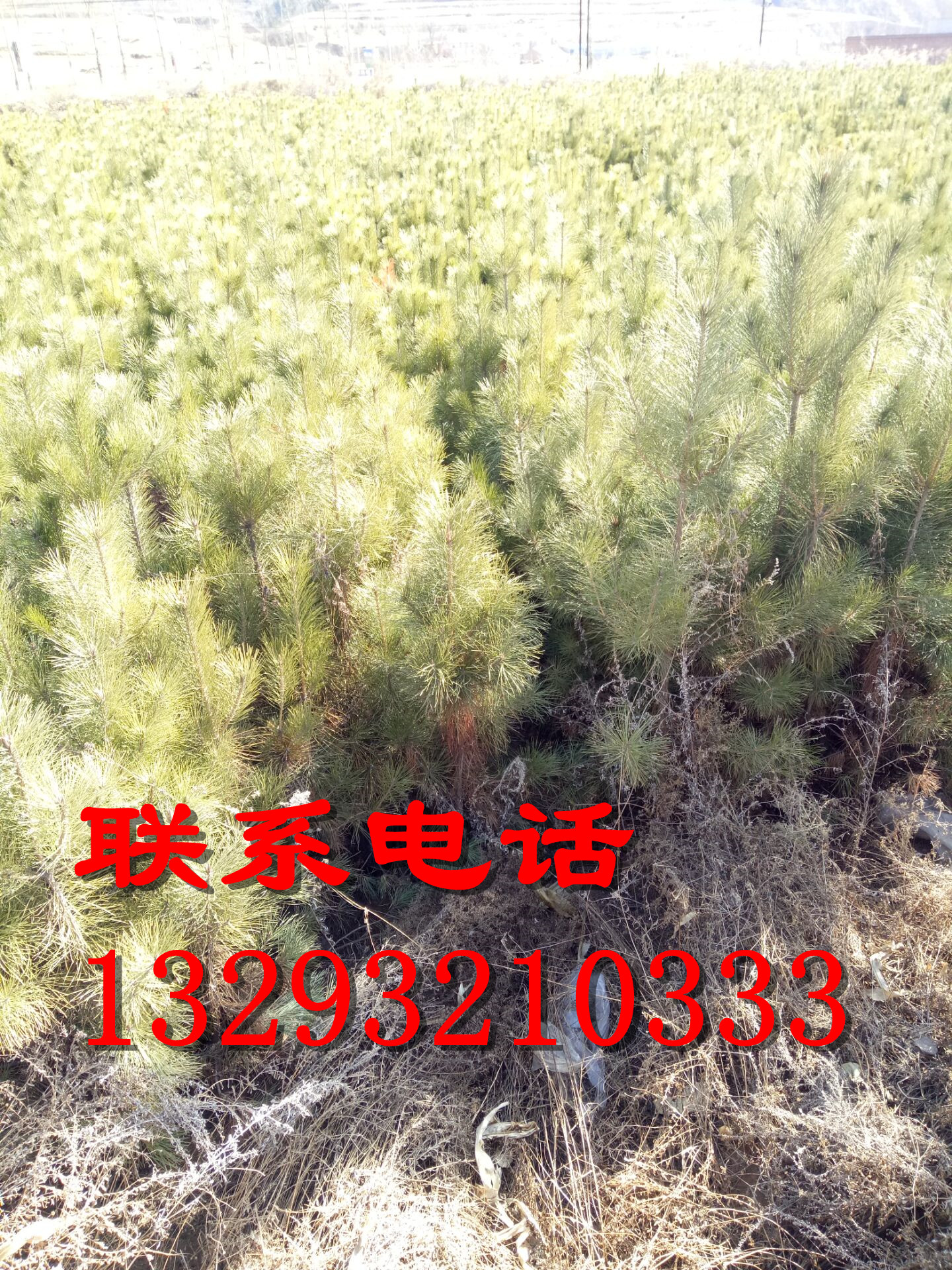 河北油松種植基地 河北油松供貨商 河北油松批發(fā)1-10米