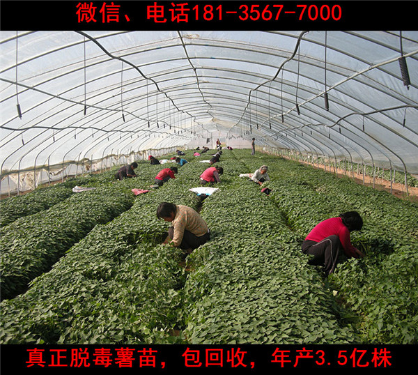 平頂山脫毒紅薯苗