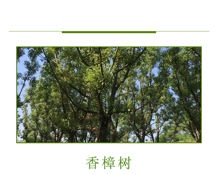 香樟樹(shù)供應(yīng)，香樟樹(shù)批發(fā)報(bào)價(jià)，福建香樟樹(shù)種植基地，福建哪里有香樟樹(shù)出售