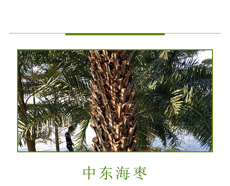 中東海棗出售價格，福建中東海棗種植基地直銷，供應(yīng)福建銀海棗