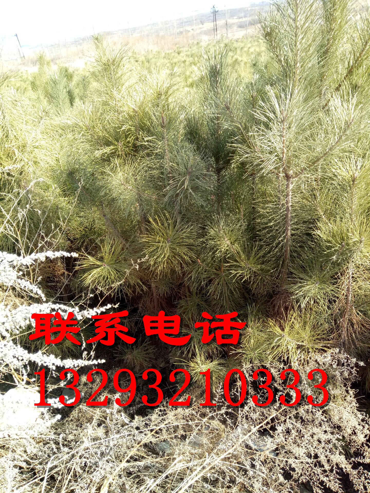 造型油松供貨商 1-10米油松批發(fā) 油松營養(yǎng)杯訂購