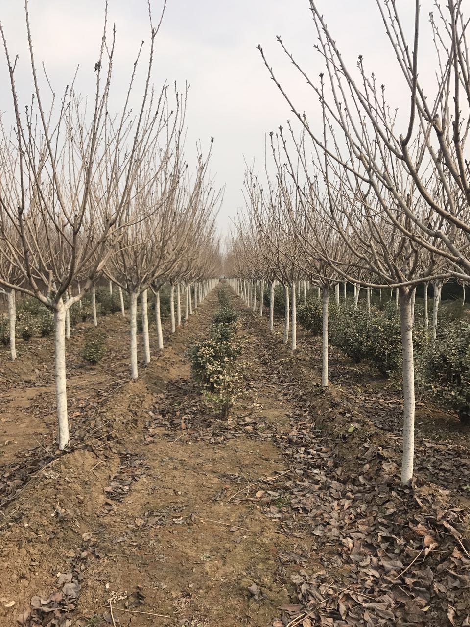 供應(yīng)山東櫻花