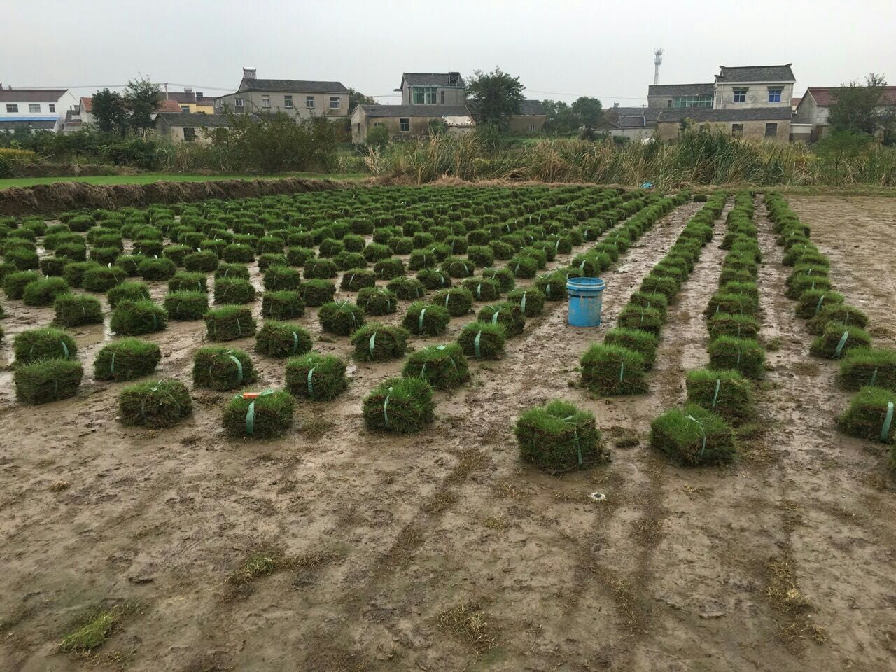 河南青青草坪種植基地黑麥草種植基地