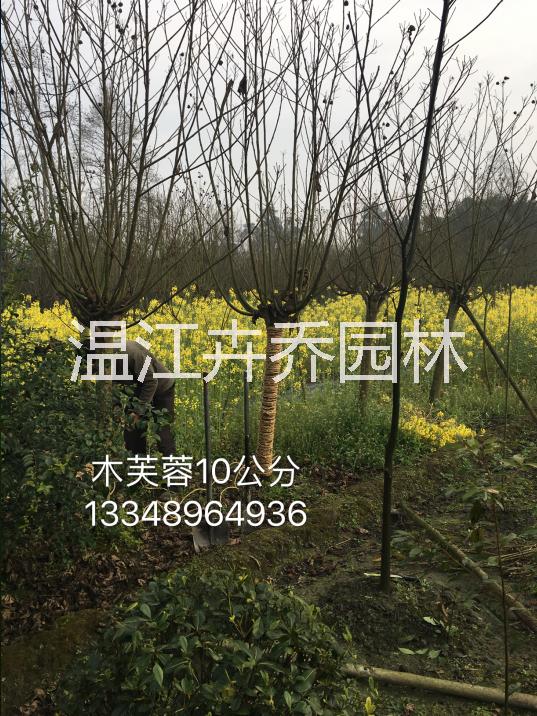 獨(dú)桿木芙蓉供應(yīng)、叢生木芙蓉批發(fā)、木芙蓉報(bào)價(jià)