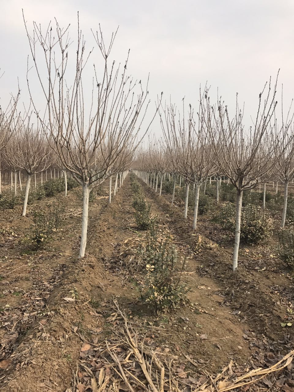 供應(yīng)*櫻花，泰安櫻花價格，櫻花生產(chǎn)基地 山東櫻花苗圃