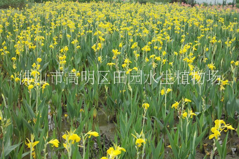 美人蕉