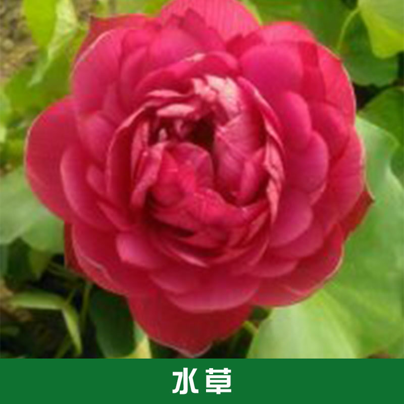 大量供應(yīng)水草草花水生植物批發(fā) 水草植物基地批發(fā)報(bào)價(jià)