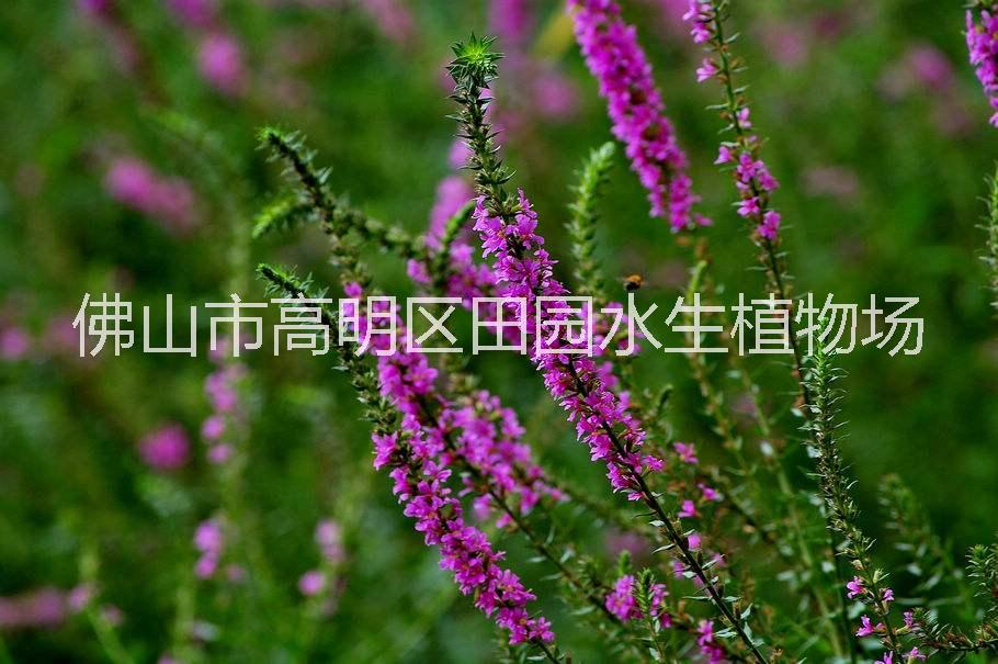 千屈菜 佛山千屈菜種植 佛山千屈菜批發(fā)