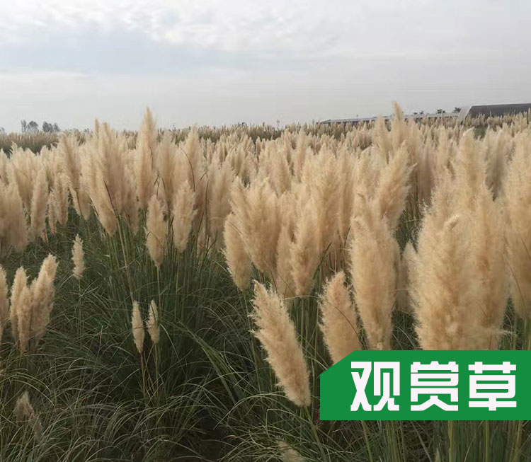 西安水生植物種植批發(fā) 寶雞水生植物種植批發(fā)