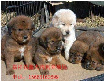 *養(yǎng)殖技術(shù)