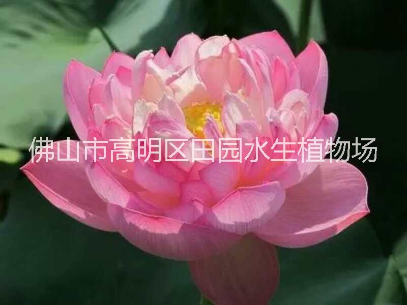 觀賞荷花 觀賞荷花和復瓣及重瓣荷花