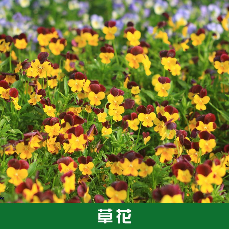 西安草花種植基地景觀花卉多年生草花四季野花組合廠家直銷