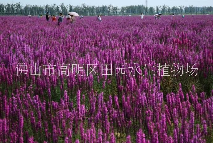千屈菜 佛山千屈菜種植 佛山千屈菜批發(fā)