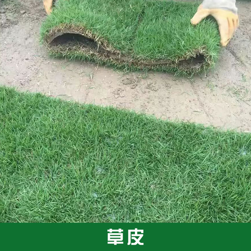 暖季型草皮百慕大黑麥混播草坪