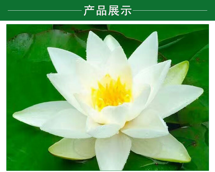 供應(yīng)水生植物荷花 供應(yīng)水生植物荷花，水生植物批發(fā)