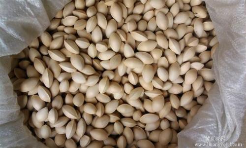 北京銀杏果 銀杏種子 批發(fā)