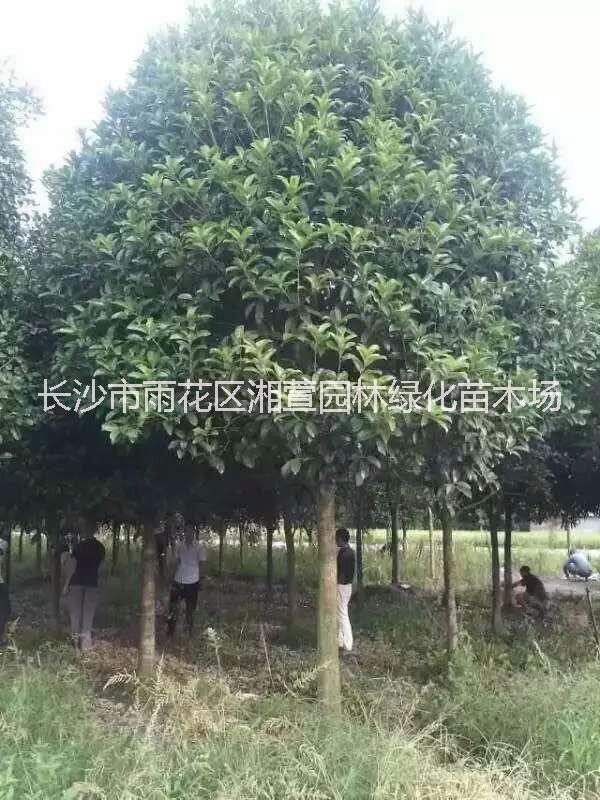 長沙桂花樹、八月桂、金桂、四季桂丹桂 湖南四季桂花苗批發(fā)價格