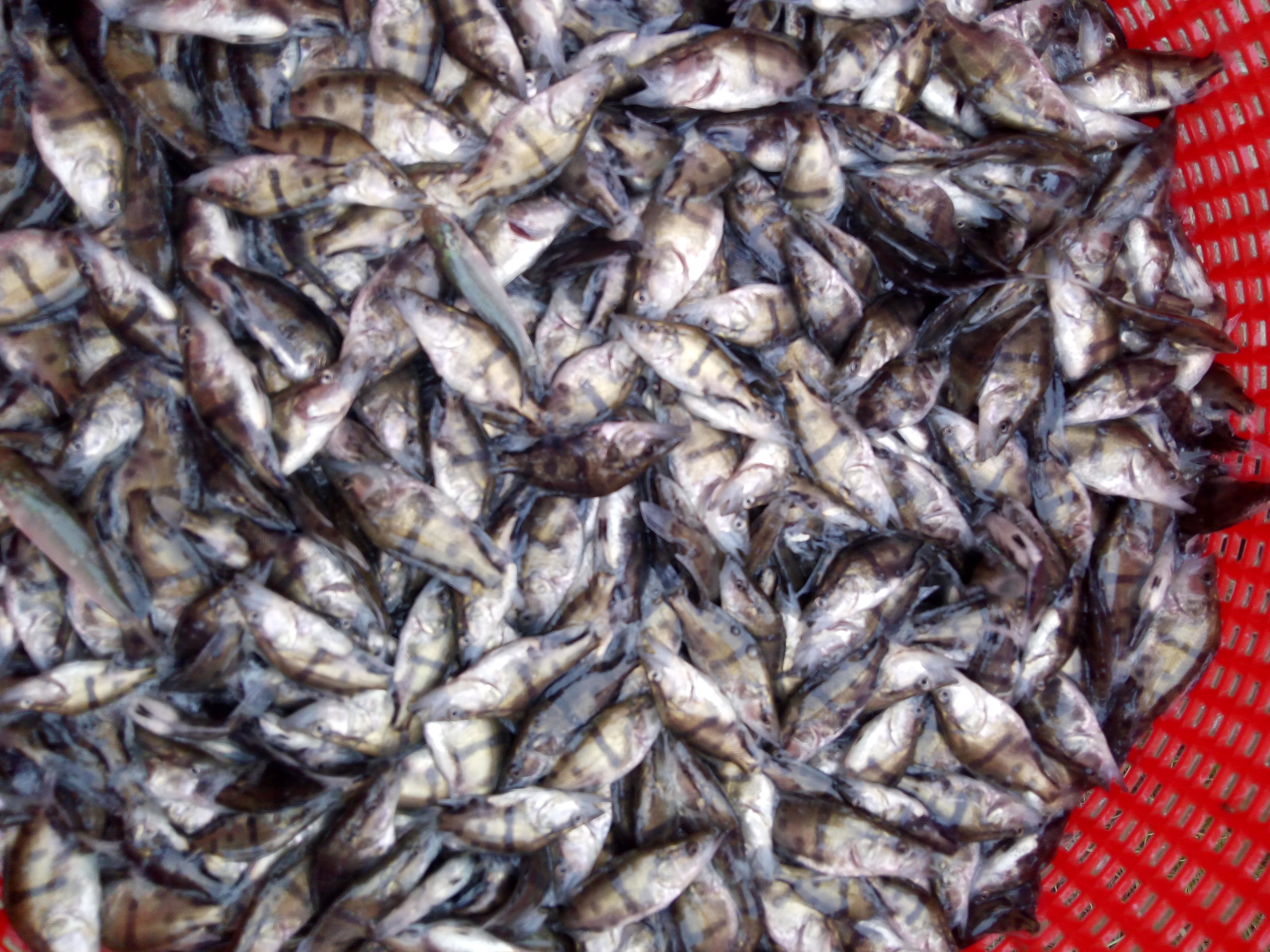 鱖魚苗 翹嘴桂花苗 廣東桂花魚