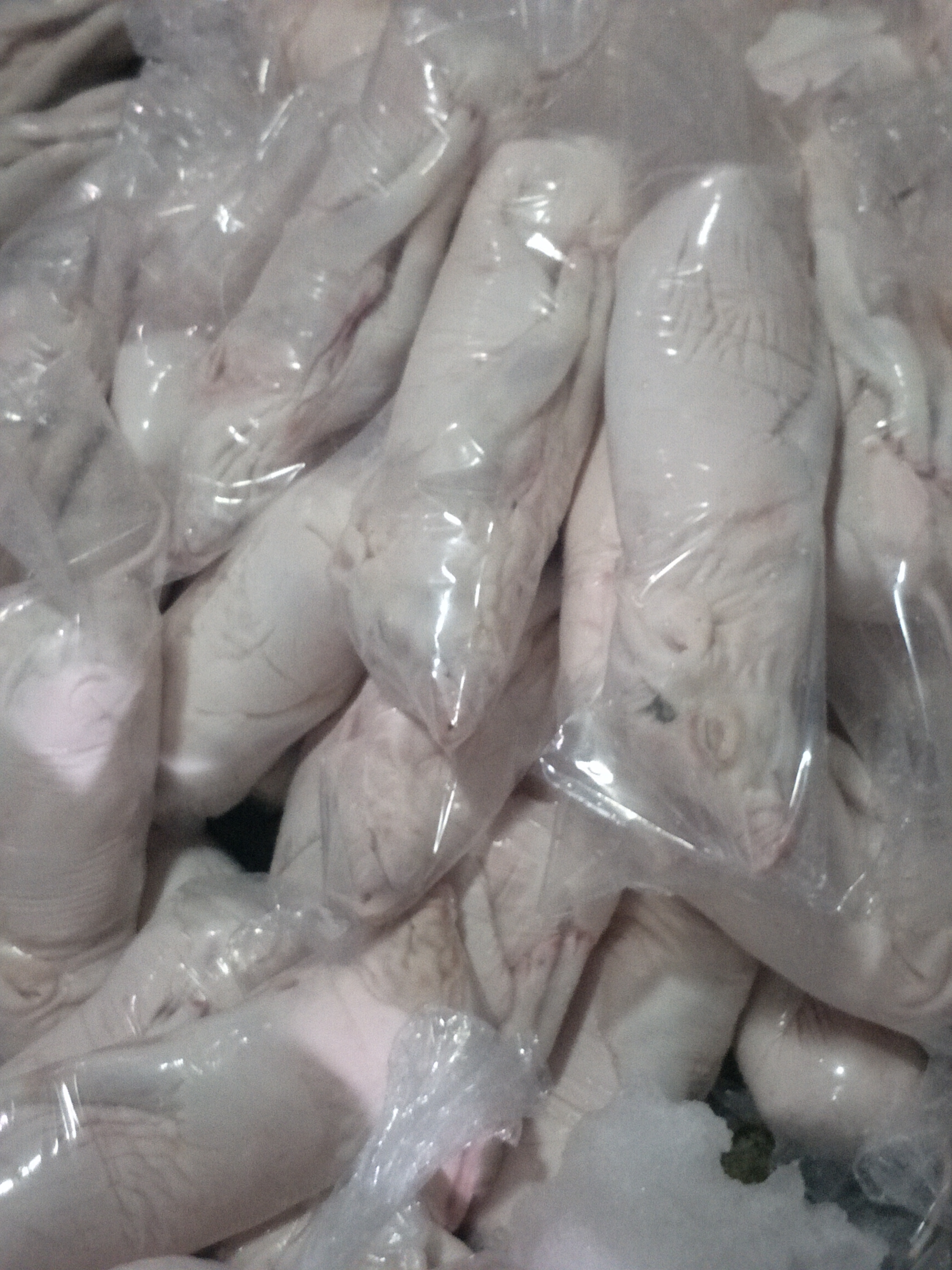 新鮮乳豬批發(fā)