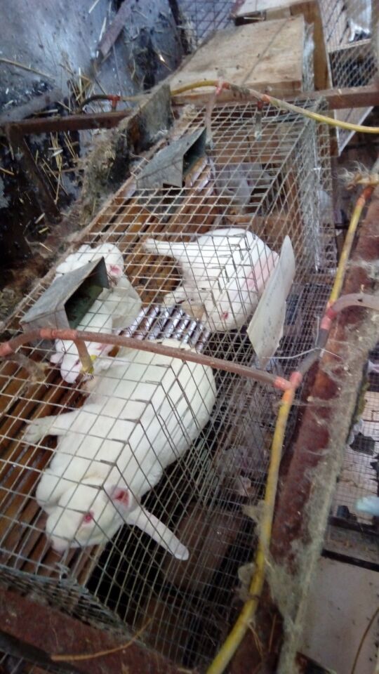 新西蘭  比利時(shí) 八點(diǎn)黑  伊拉