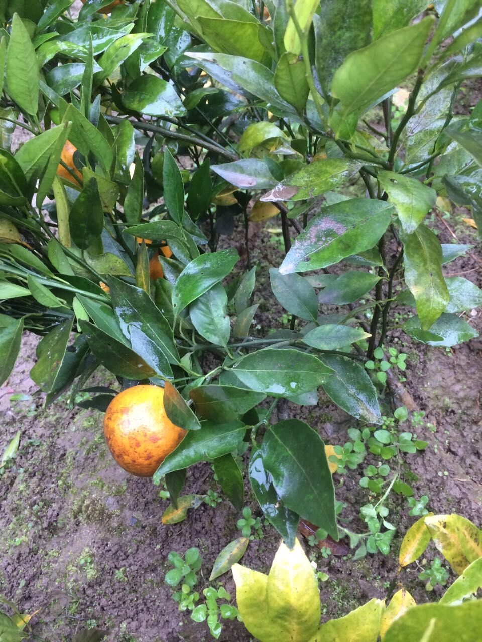 供應(yīng)紐荷兒臍橙苗優(yōu)惠  重慶紐荷兒臍橙苗批發(fā) 紐荷兒臍橙苗直銷(xiāo)