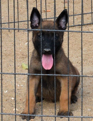 馬犬價格 馬犬繁殖基地 純種的馬犬多少錢一只