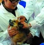 寵物回國多少錢 寵物回國聯(lián)系電話 寵物回國哪家好 寵物入境公司