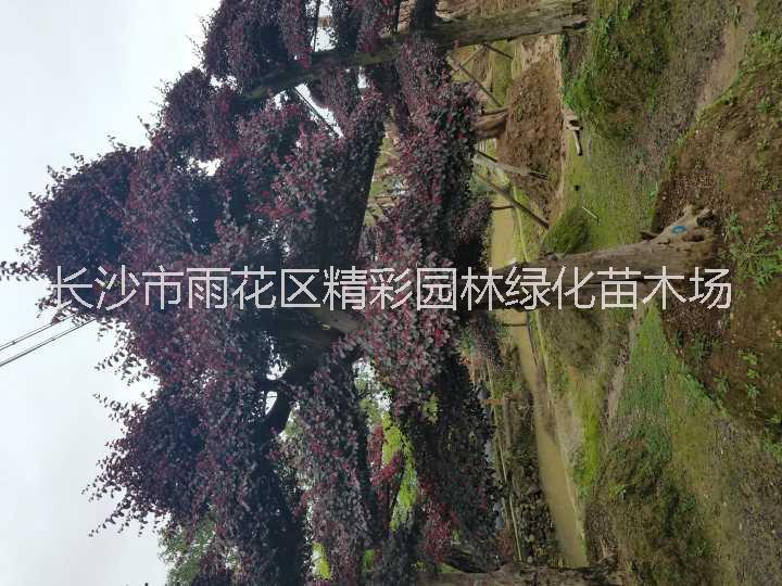 湖南15-20公分桂花 湖南15-20公分桂花價(jià)格 湖南15-20公分*桂花價(jià)格 湖南15-20公分*桂花樹價(jià)格