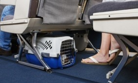 寵物托運(yùn)公司聯(lián)系電話  廣東寵物托運(yùn)公司 深圳寵物托運(yùn)公司 寵物