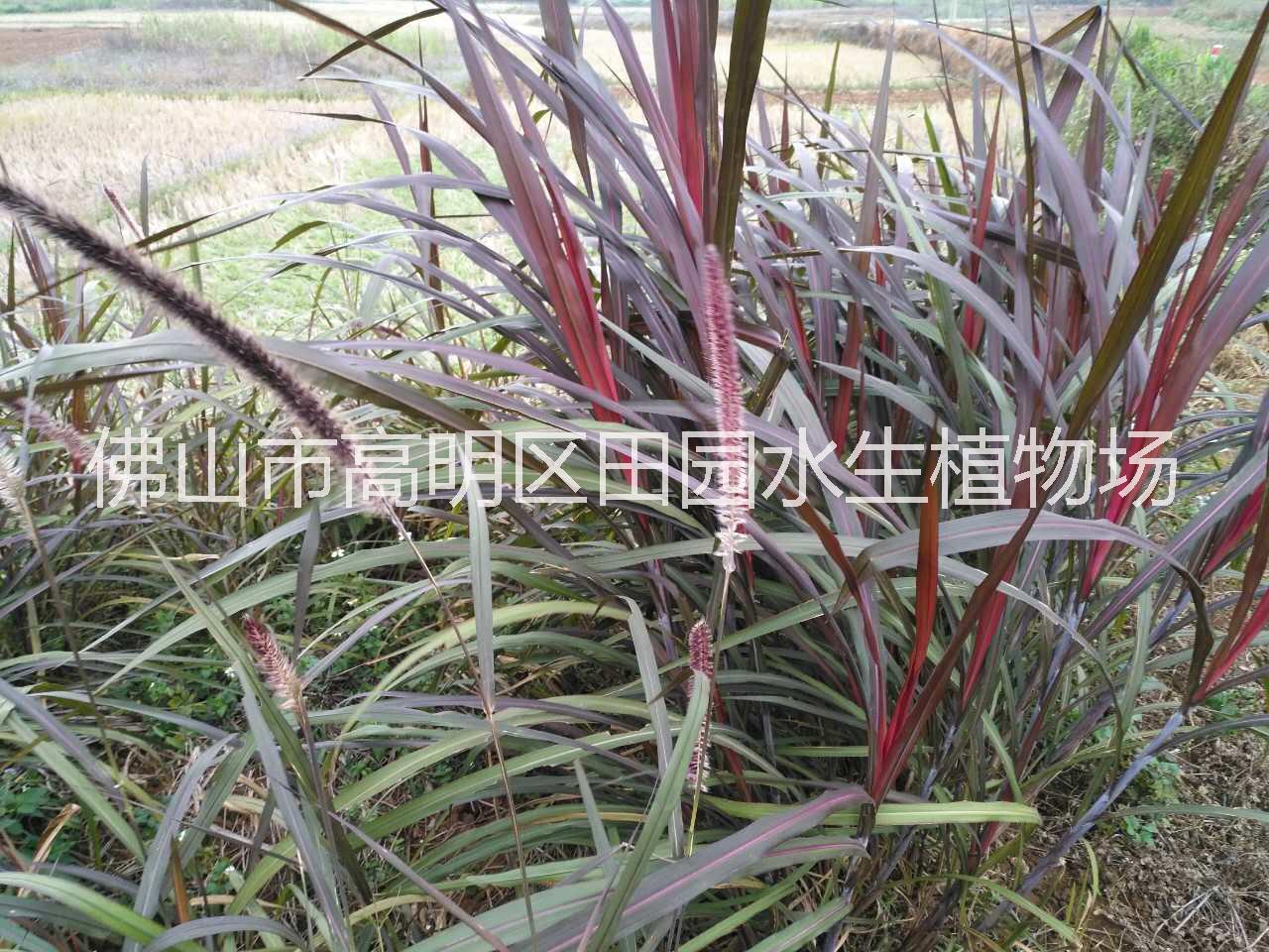 紅樹(shù)林秋茄批發(fā)-哪家好-批發(fā)-價(jià)格 佛山紅樹(shù)林秋茄批發(fā) 佛山紅樹(shù)林秋茄基地