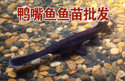 匙吻鱘 鴨嘴魚魚苗 鴨嘴鱘魚苗特價批發(fā)，量大請咨詢